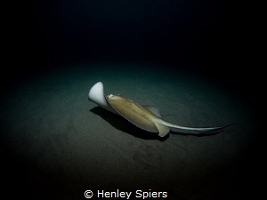 Southern Stingray by Night by Henley Spiers 